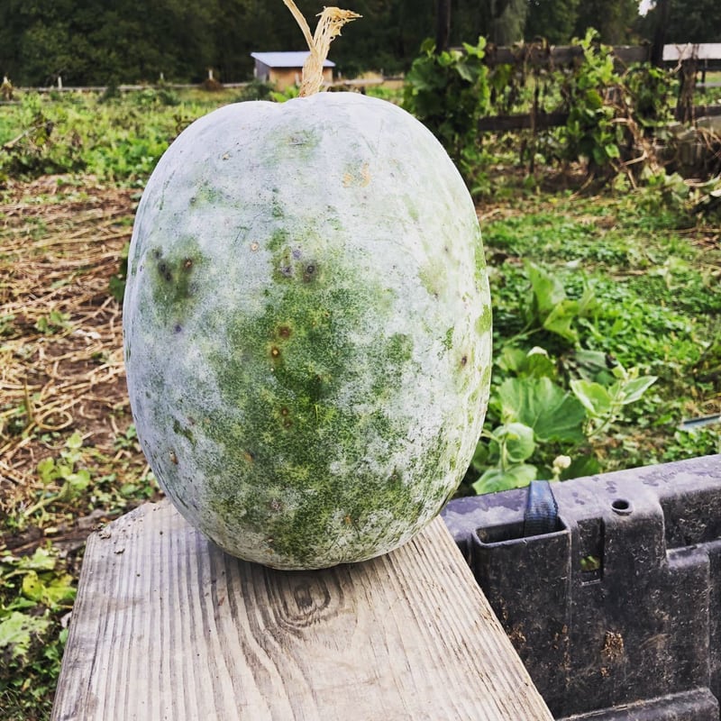 Ash Gourd produced on Gopal Farm in New Paltz NY