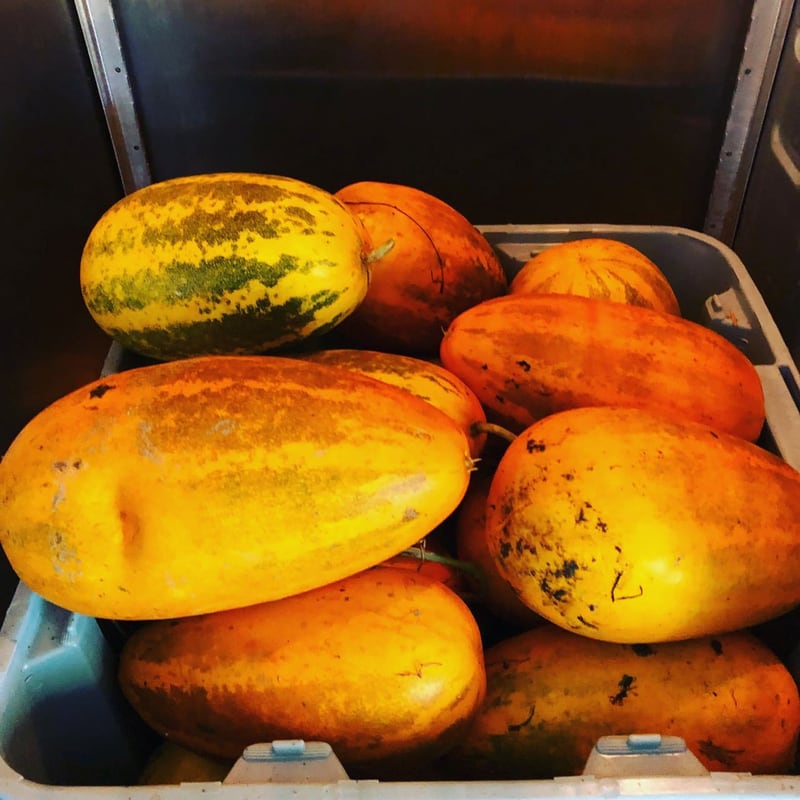 Dosakkai Sambhar Cucumber produced on Gopal Farm in New Paltz NY
