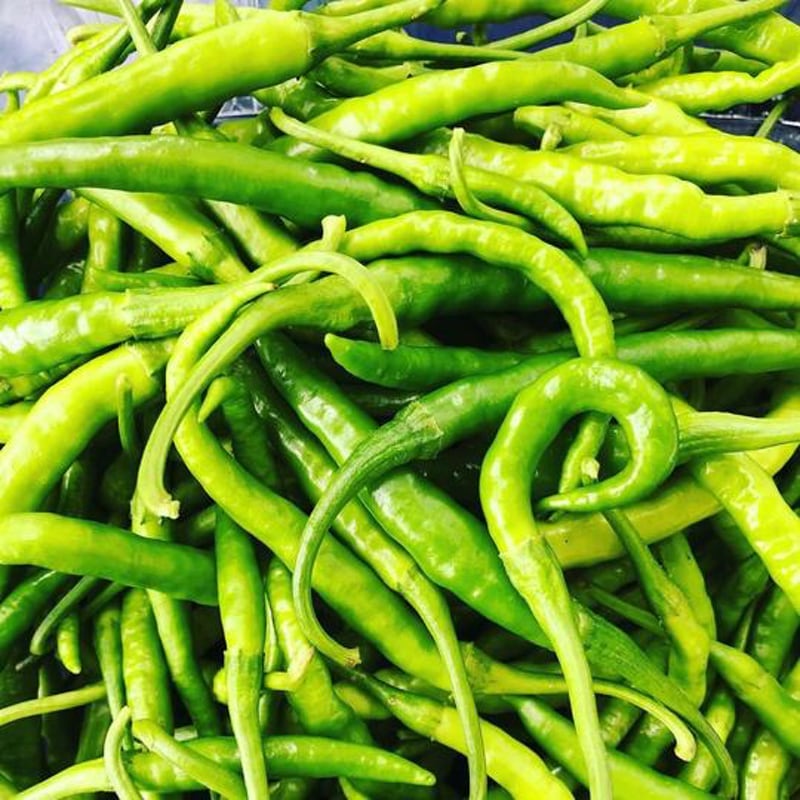 Jwala Green Hot Pepper produced on Gopal Farm in New Paltz NY