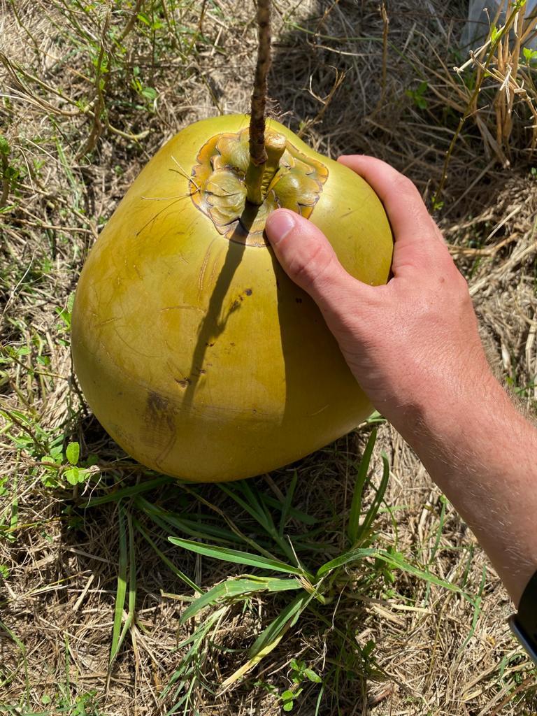 USA Water Coconuts – Organic