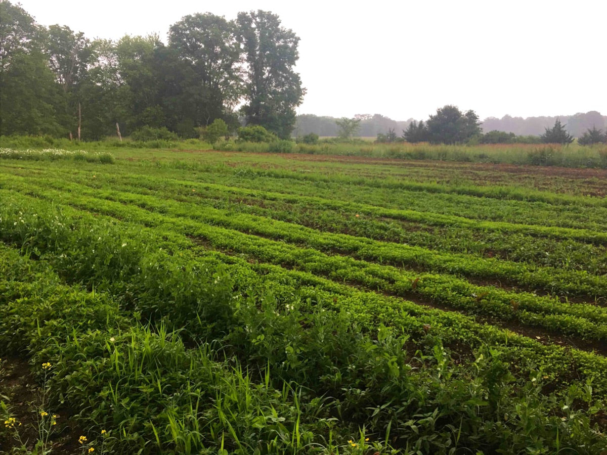 Newsletter June 30, 2019