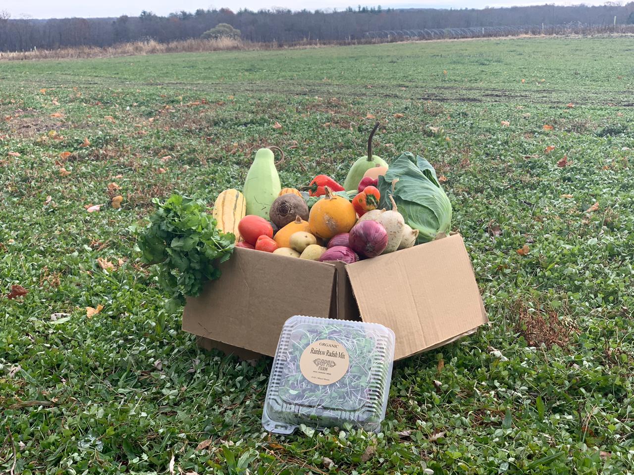 Gopal Farm CSA vs Traditional CSAs