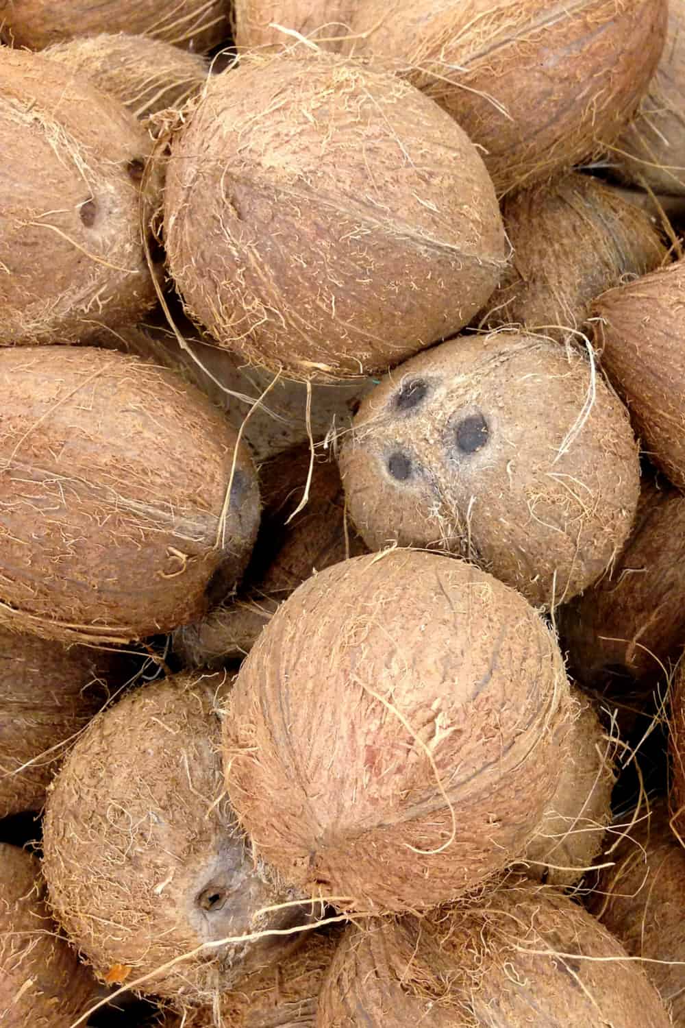 Brown Florida Coconuts - USDA Organic