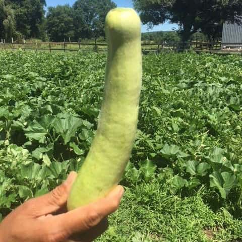 Bottle Gourd Squash - Lauki