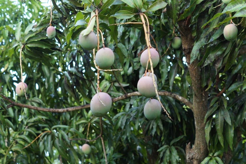 South Florida Mangoes – USDA Organic