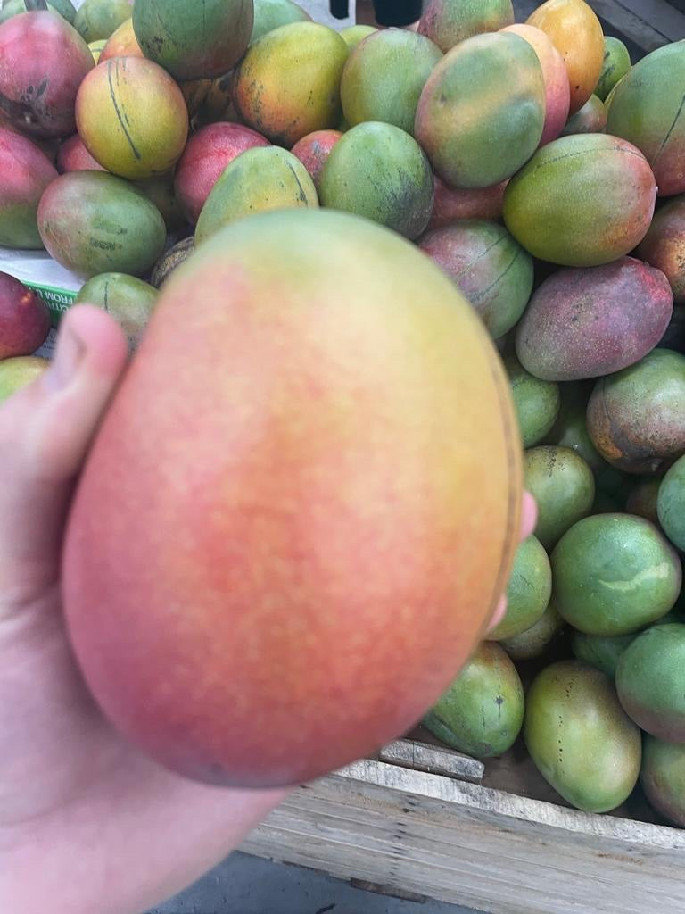 Largest Mango In Florida