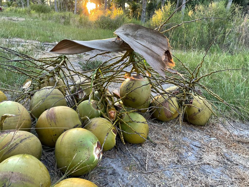 USA Juicing Coconuts – Water & Meat - Gopal Farm