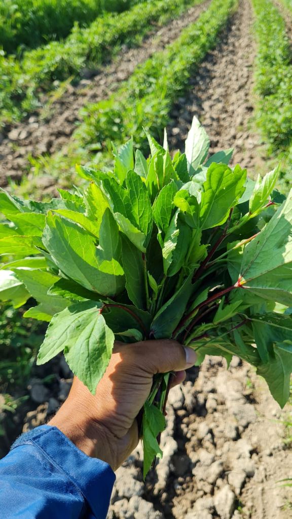 Gongura Organic